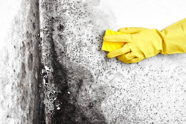 Best Residential Mold Removal  in Jefferson, GA