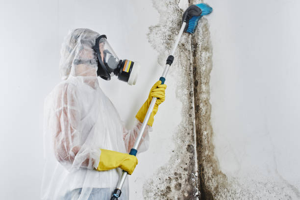 Best Home Mold Removal  in Jefferson, GA