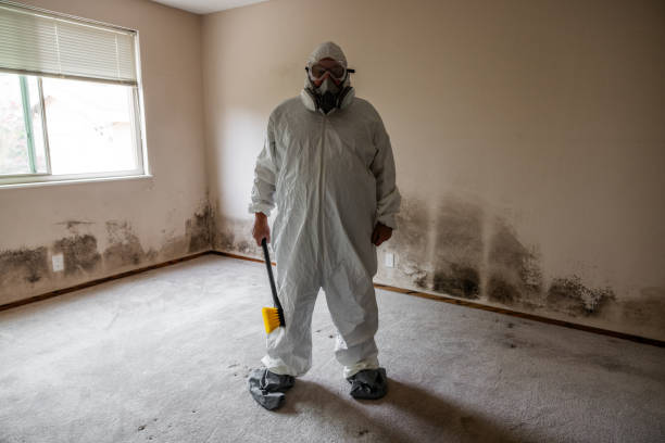 Best Toxic Mold Removal  in Jefferson, GA