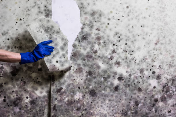 Certified Mold Removal in Jefferson, GA