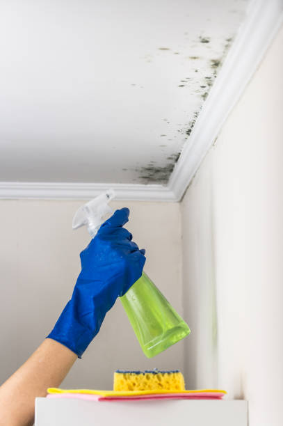 Best Affordable Mold Removal  in Jefferson, GA