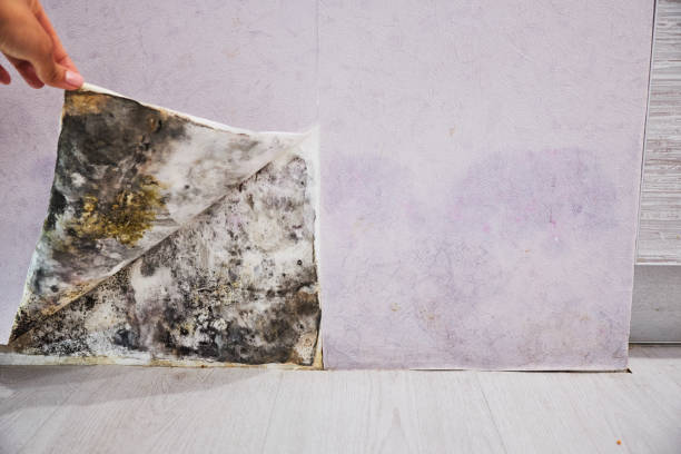 Best Best Mold Removal Companies  in Jefferson, GA